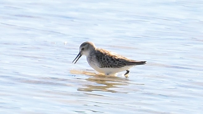 Western Sandpiper - ML624895222