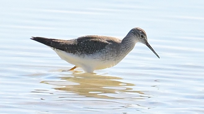 Lesser Yellowlegs - ML624895241
