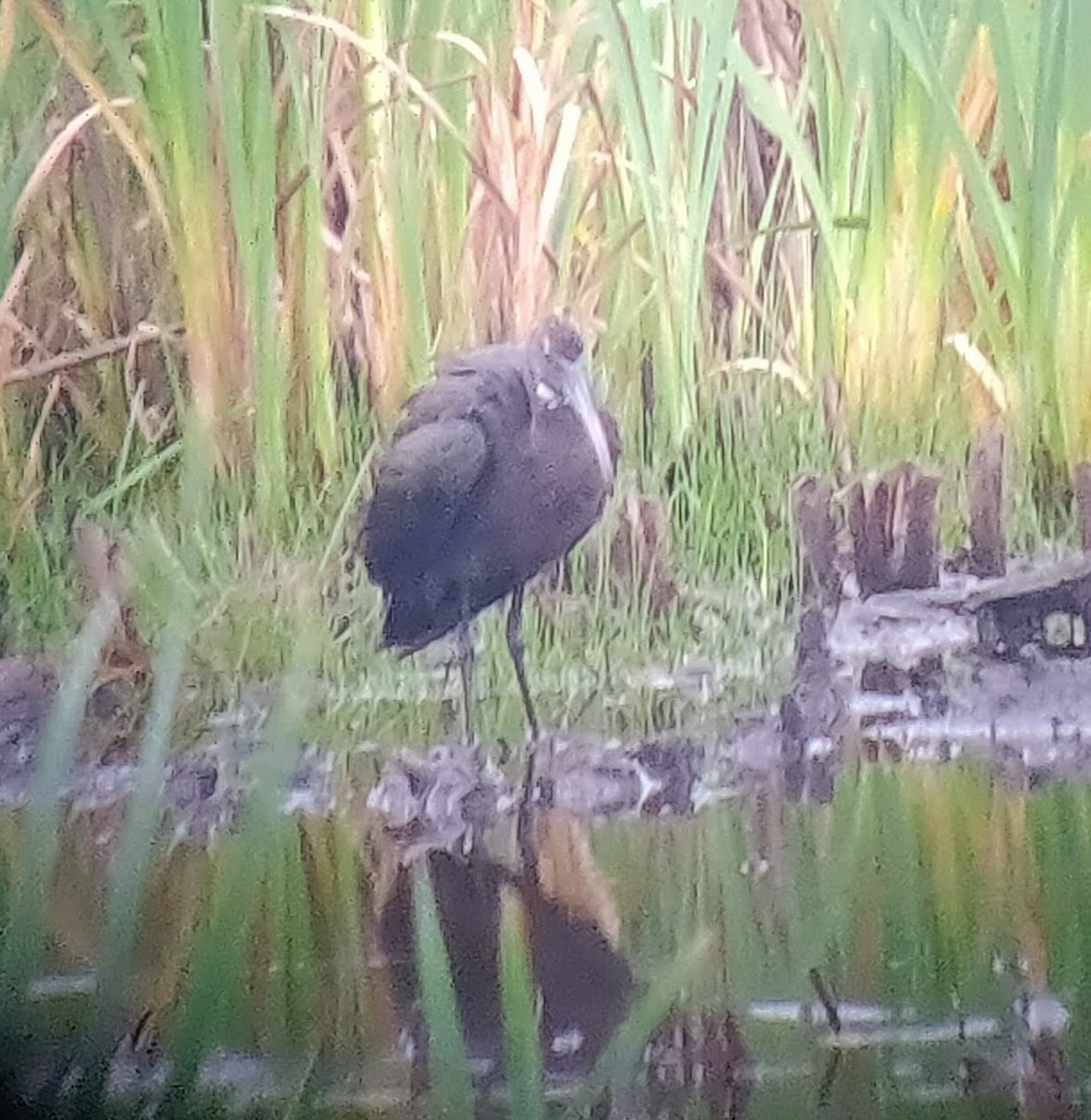 Glossy Ibis - ML624895389