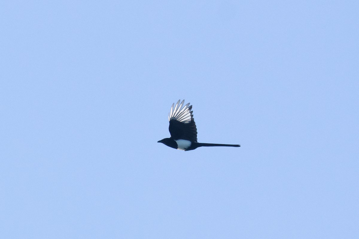 Black-billed Magpie - ML624895446