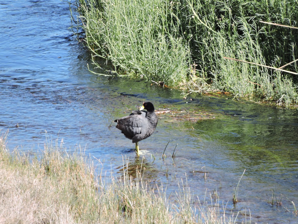 Slate-colored Coot - ML624895558