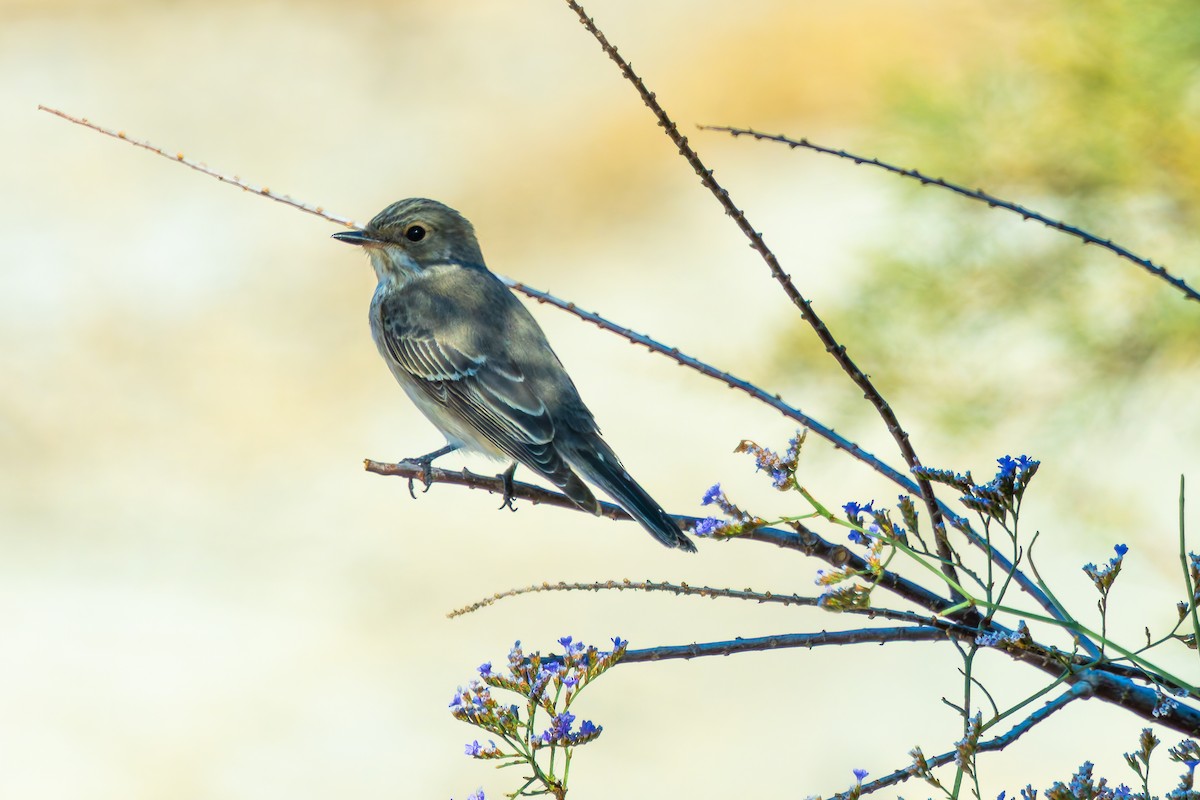 Spotted Flycatcher - James Tomasek