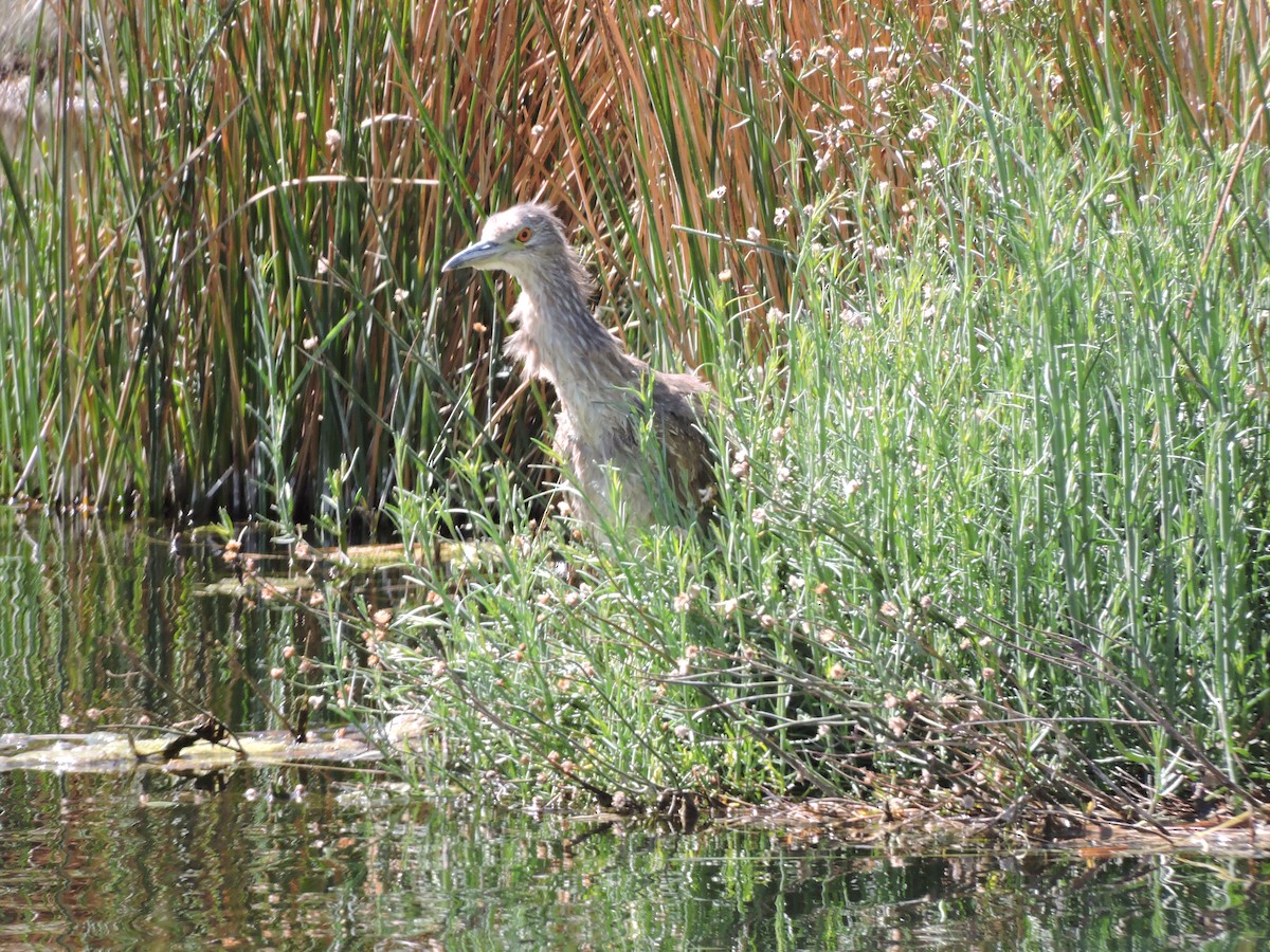 Black-crowned Night Heron - ML624895597