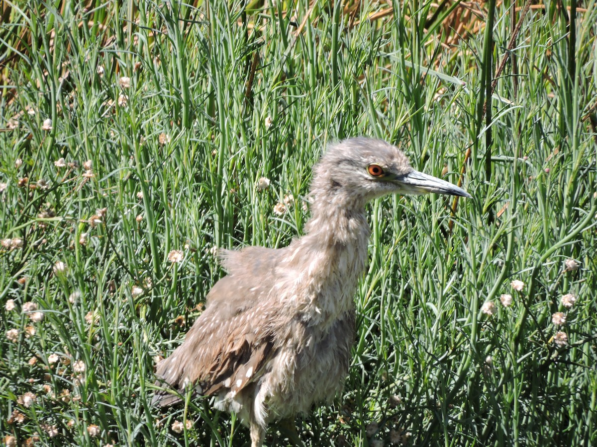 Black-crowned Night Heron - ML624895598