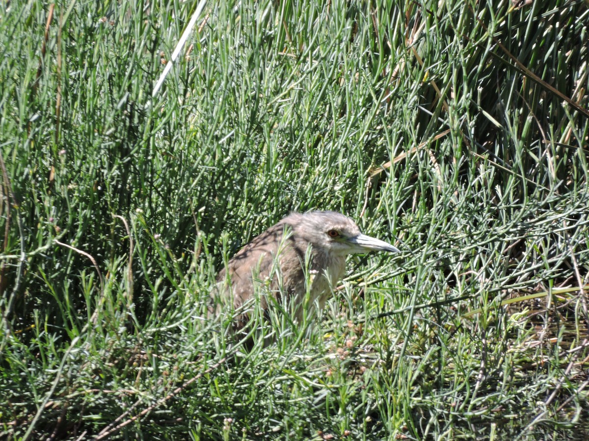 Black-crowned Night Heron - ML624895599