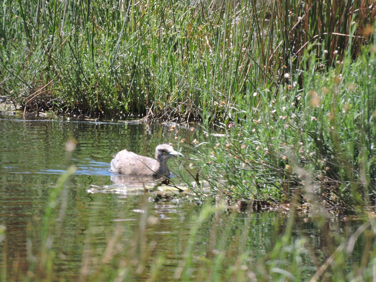 Black-crowned Night Heron - ML624895600