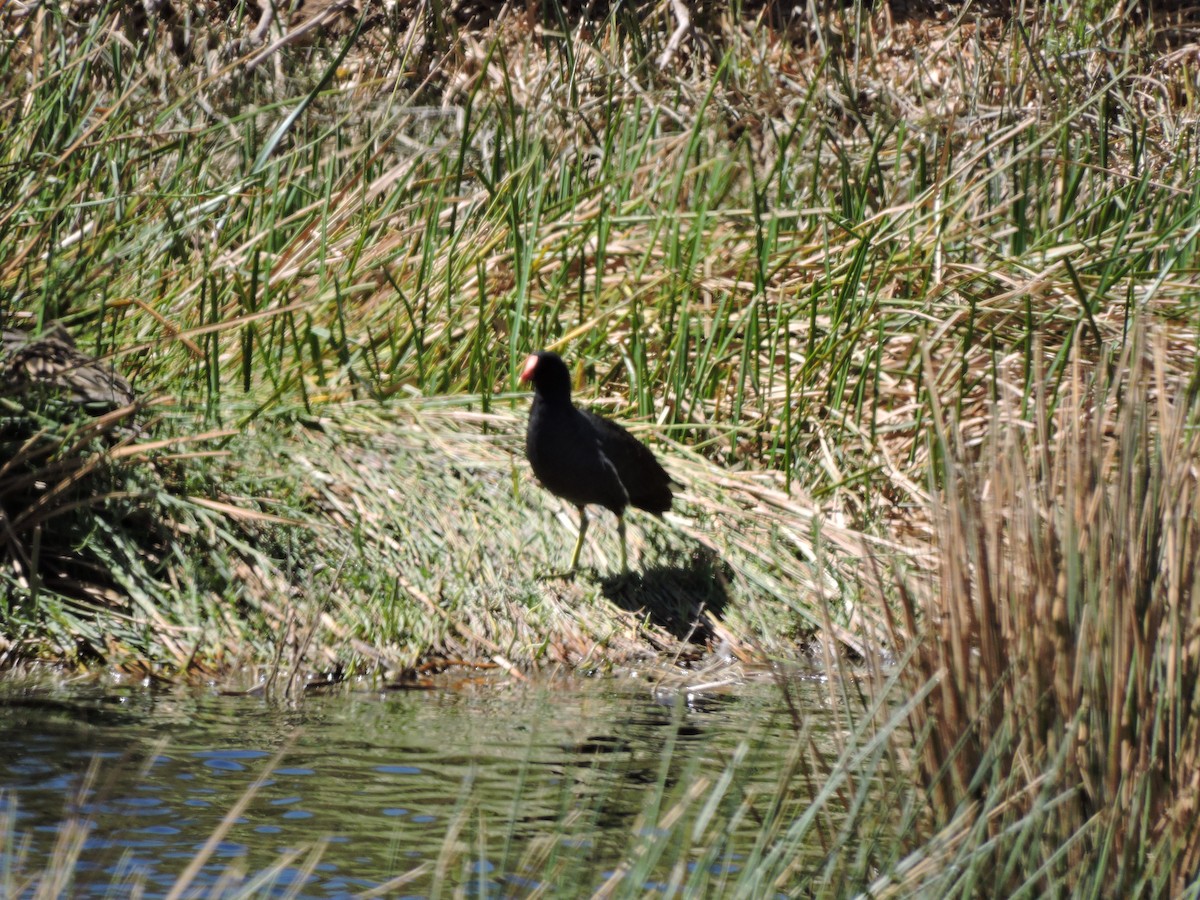 Common Gallinule - ML624895665