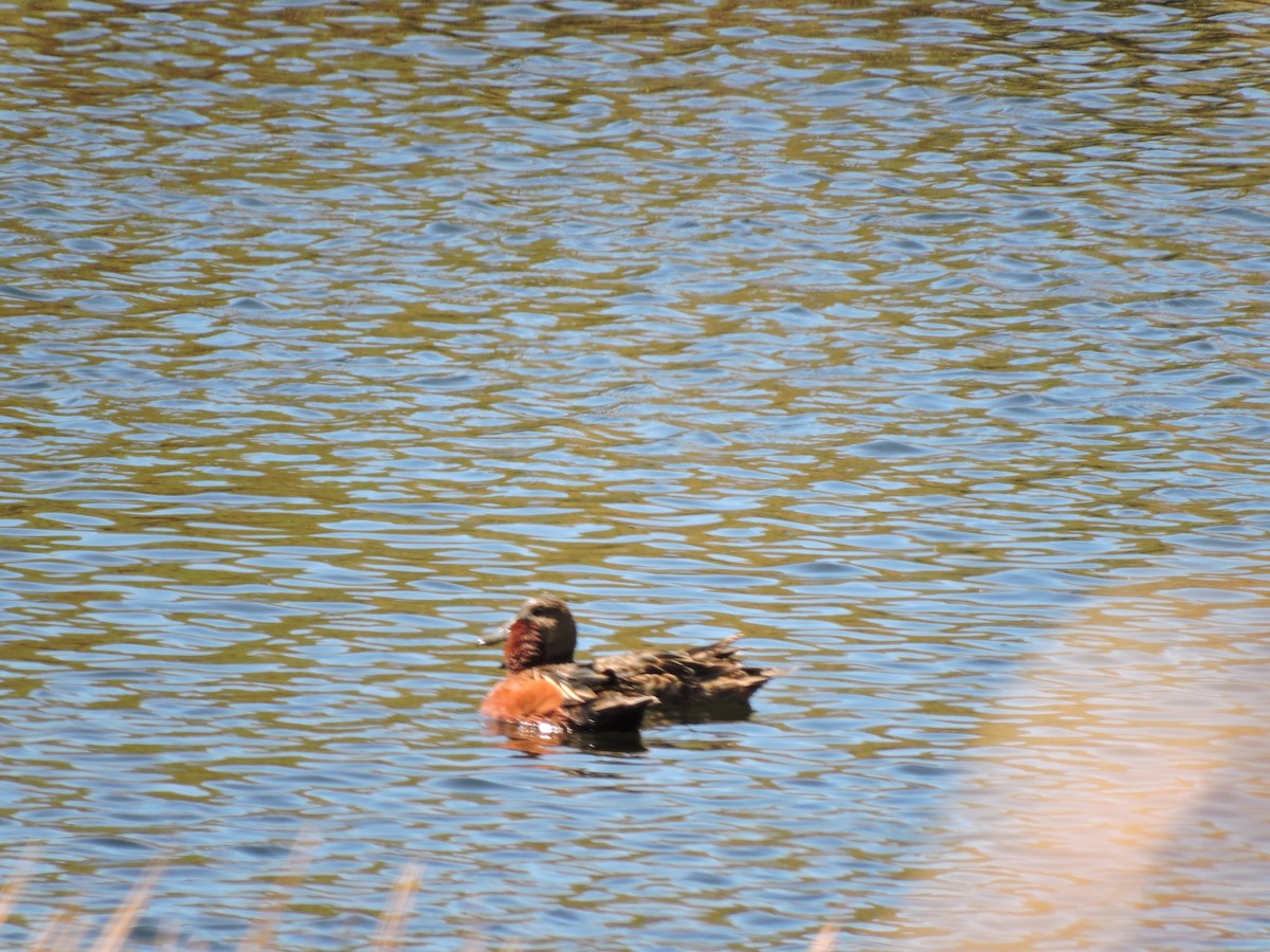 Cinnamon Teal - ML624895677