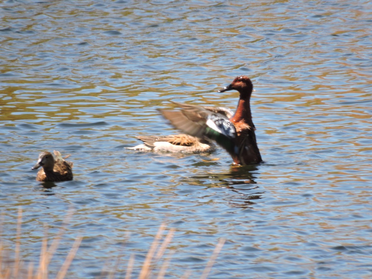 Cinnamon Teal - ML624895679