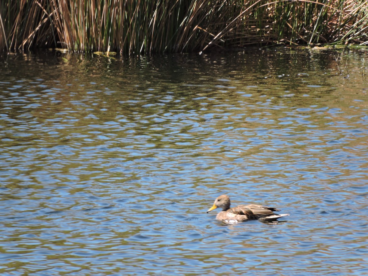 Yellow-billed Pintail - ML624895689