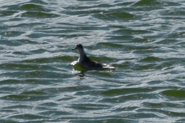 Red-necked Phalarope - ML624895696