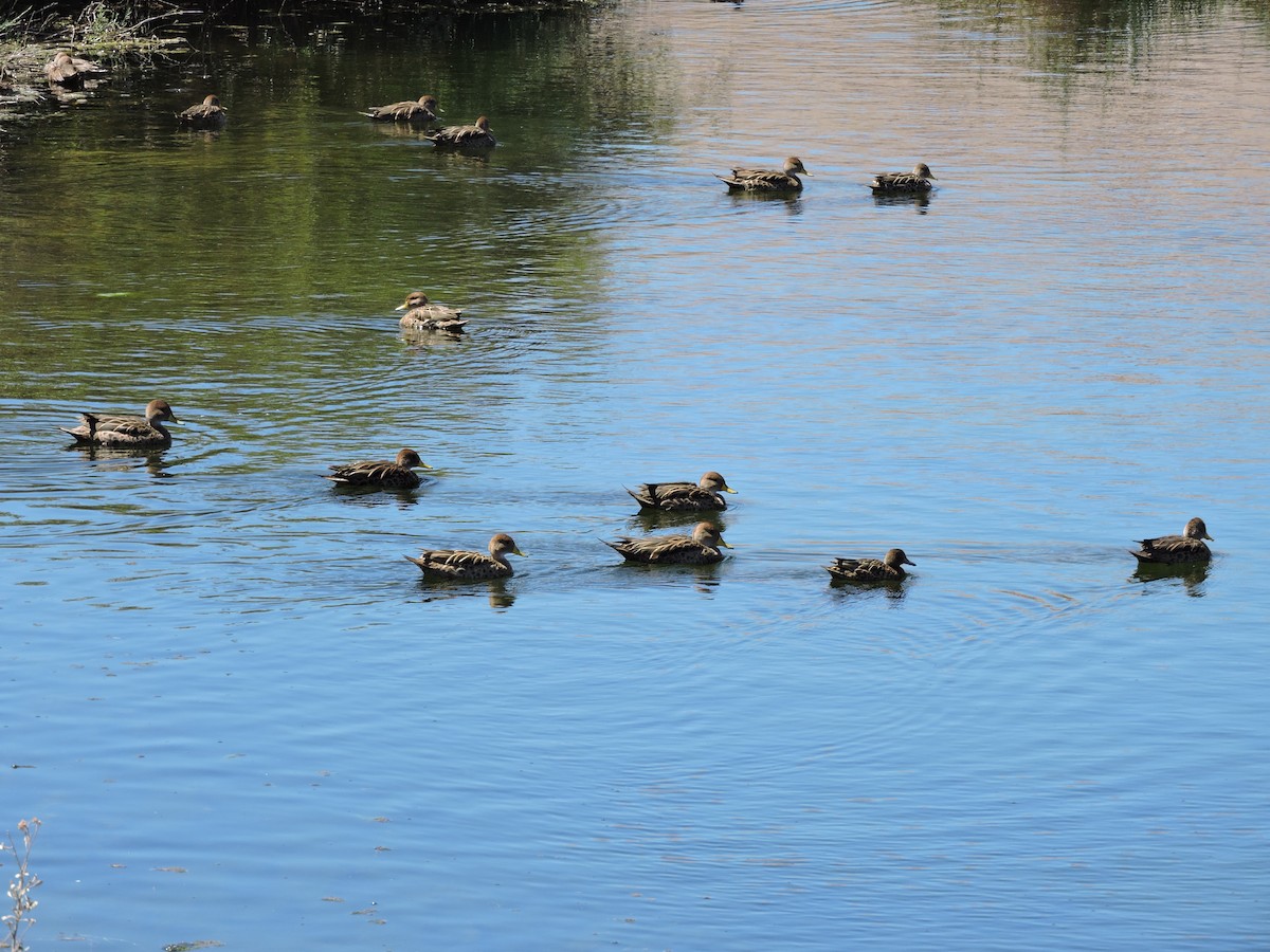 Yellow-billed Pintail - ML624895705