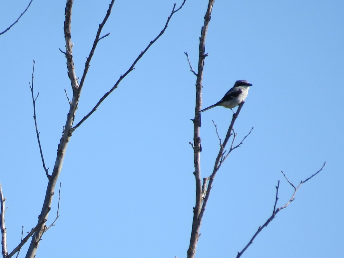 Pie-grièche migratrice - ML624895728
