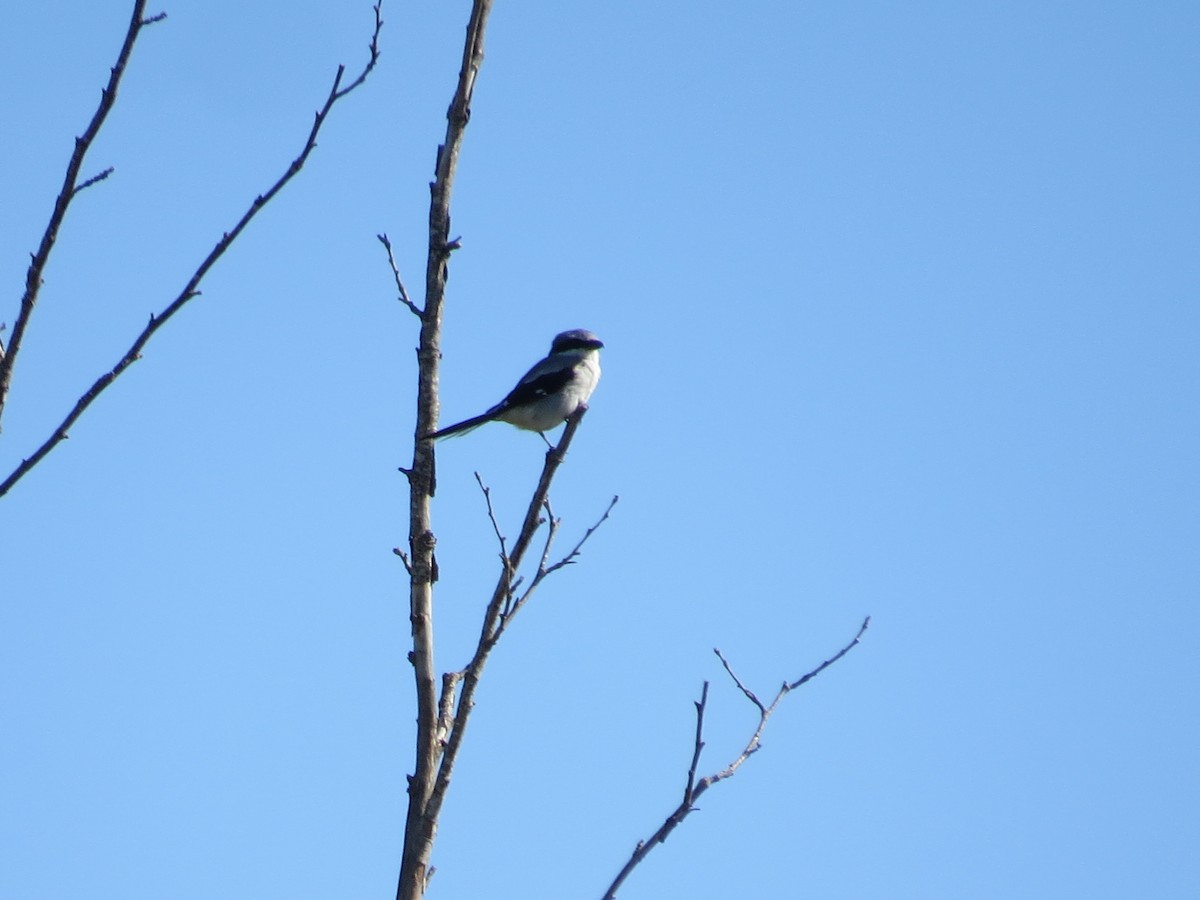 Pie-grièche migratrice - ML624895729