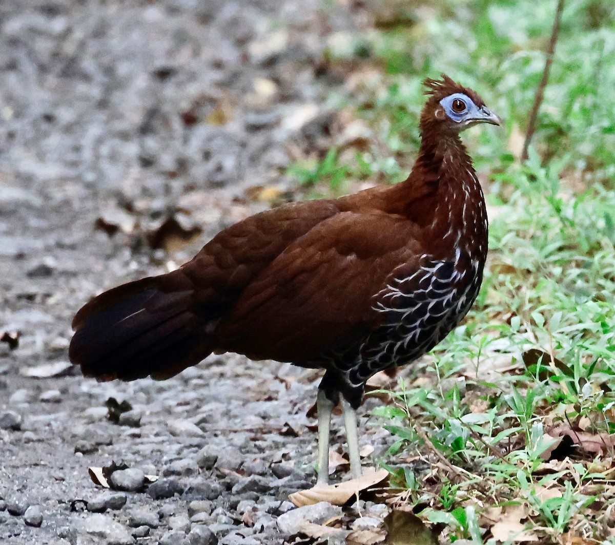 Malayan Crested Fireback - ML624895785