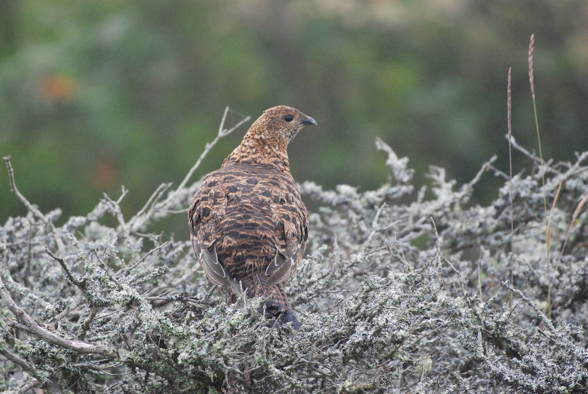 Black Grouse - ML624895821