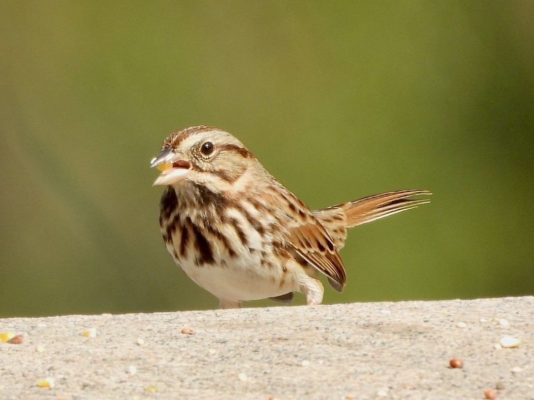 Song Sparrow - ML624895897