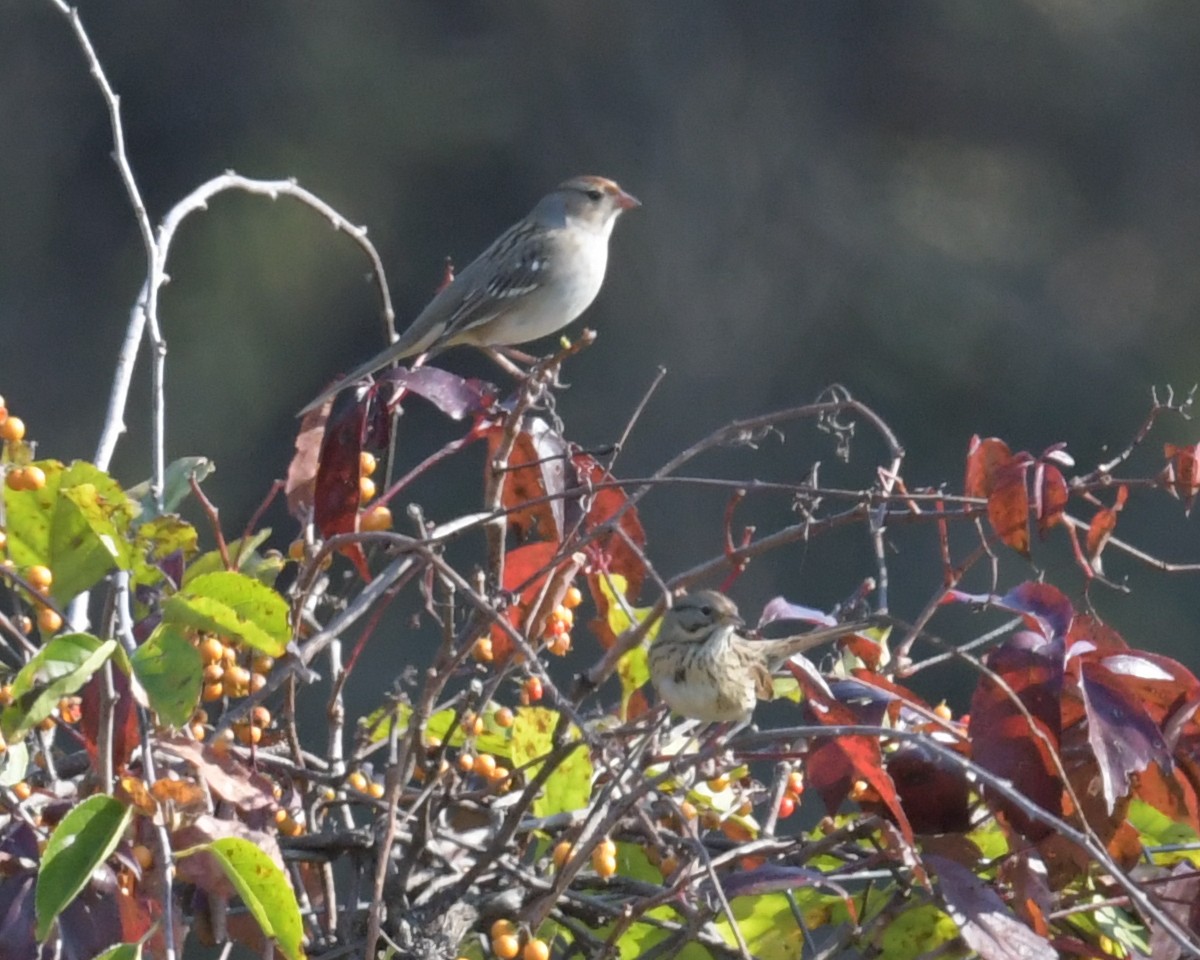 Lincoln's Sparrow - ML624895967