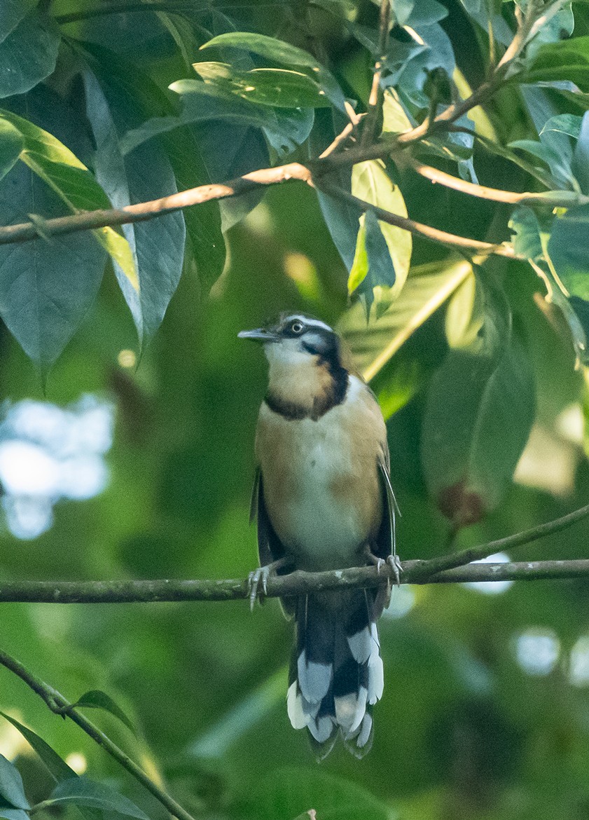 Lesser Necklaced Laughingthrush - ML624895968