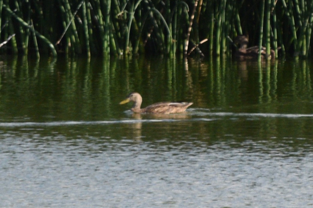 Mallard/Mexican Duck - ML624895969