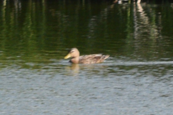 Mallard/Mexican Duck - ML624895970