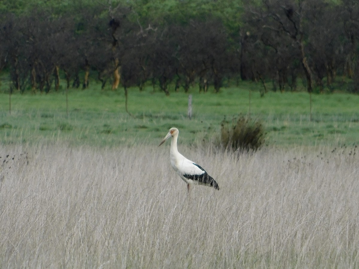 Maguari Stork - ML624896015