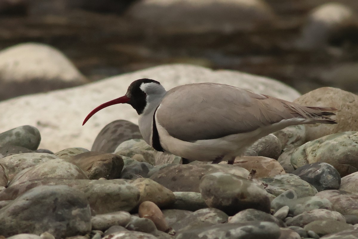 Ibisbill - ML624896073