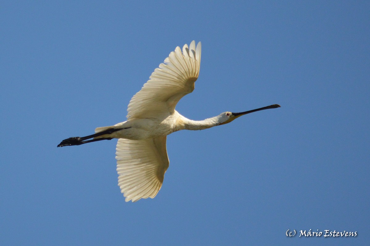 Eurasian Spoonbill - ML62489611