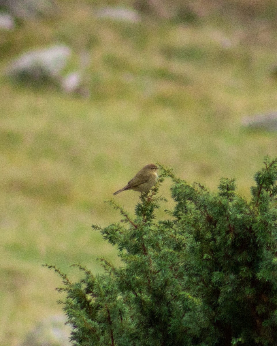Willow Warbler - ML624896322