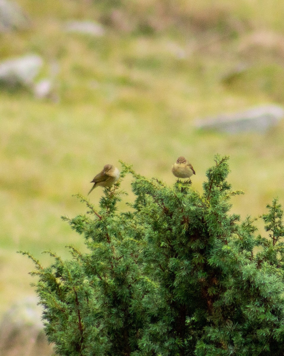 Willow Warbler - ML624896323