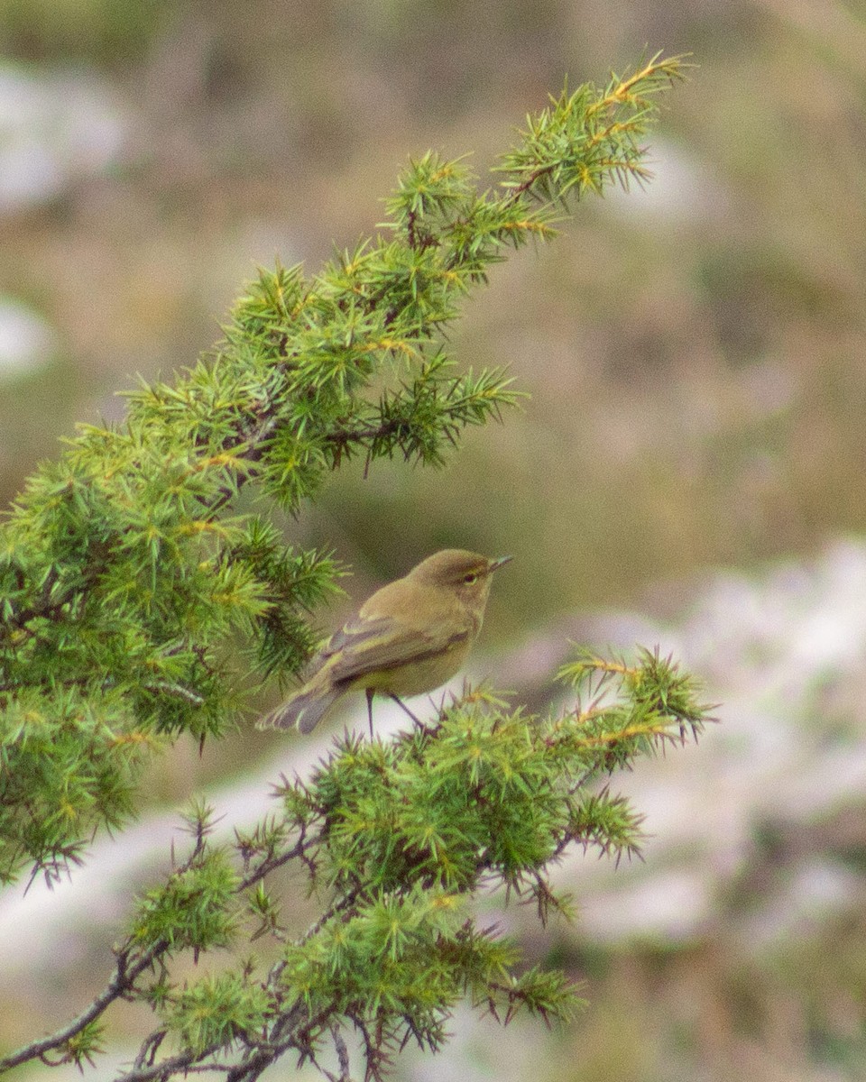 Willow Warbler - ML624896324