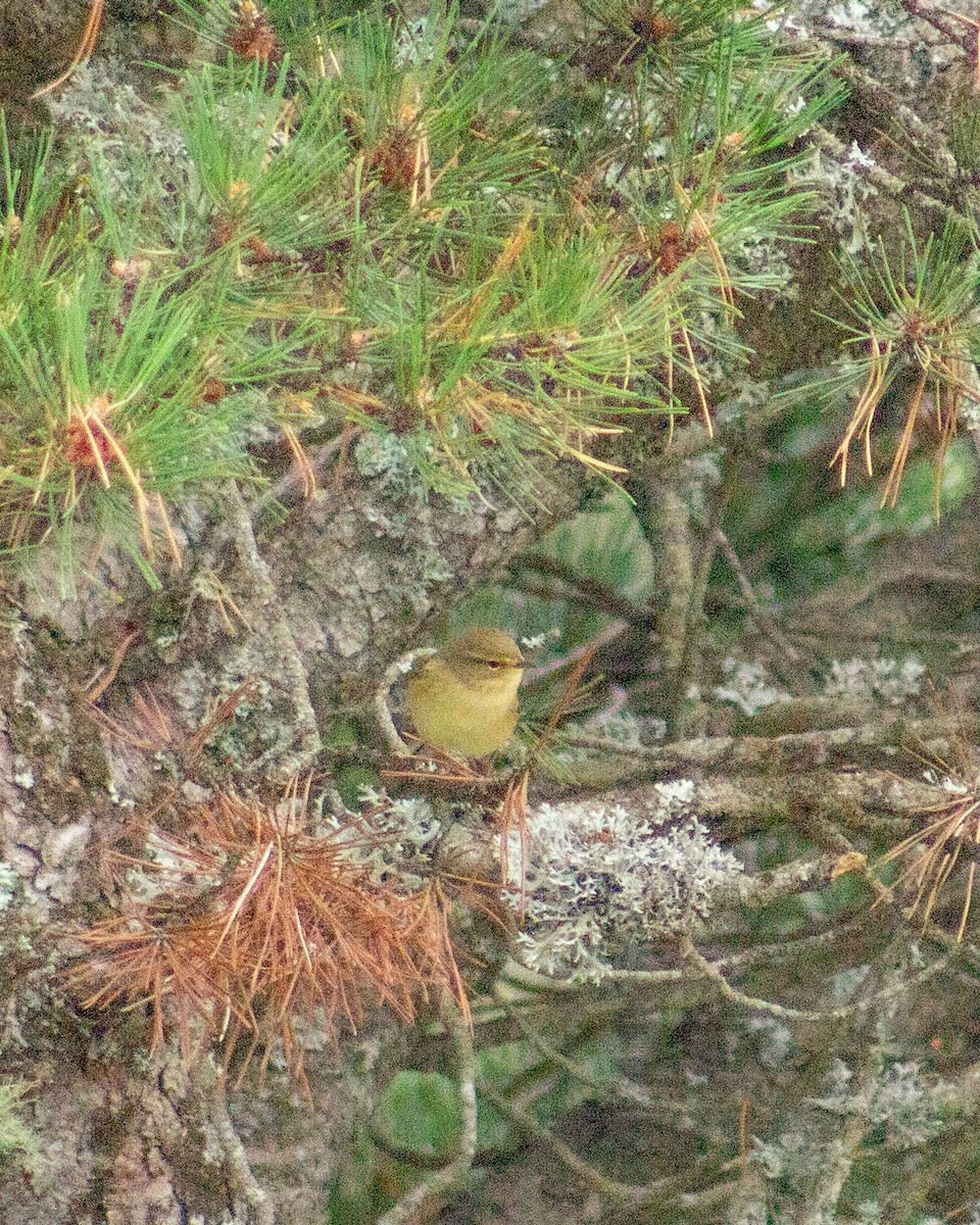 Willow Warbler - ML624896325