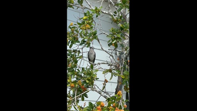 Northern Mockingbird - ML624896433