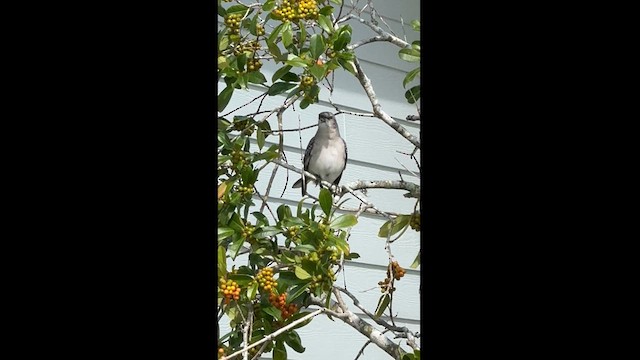 Northern Mockingbird - ML624896434