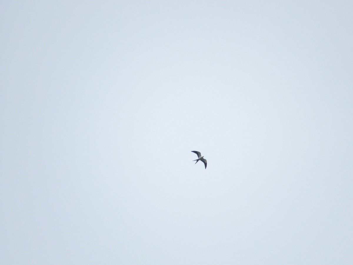Swallow-tailed Kite - ML624896450