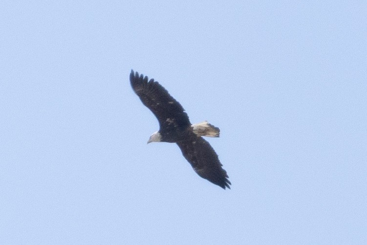 Bald Eagle - ML624896565