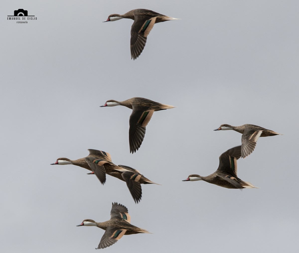 White-cheeked Pintail - ML624896660