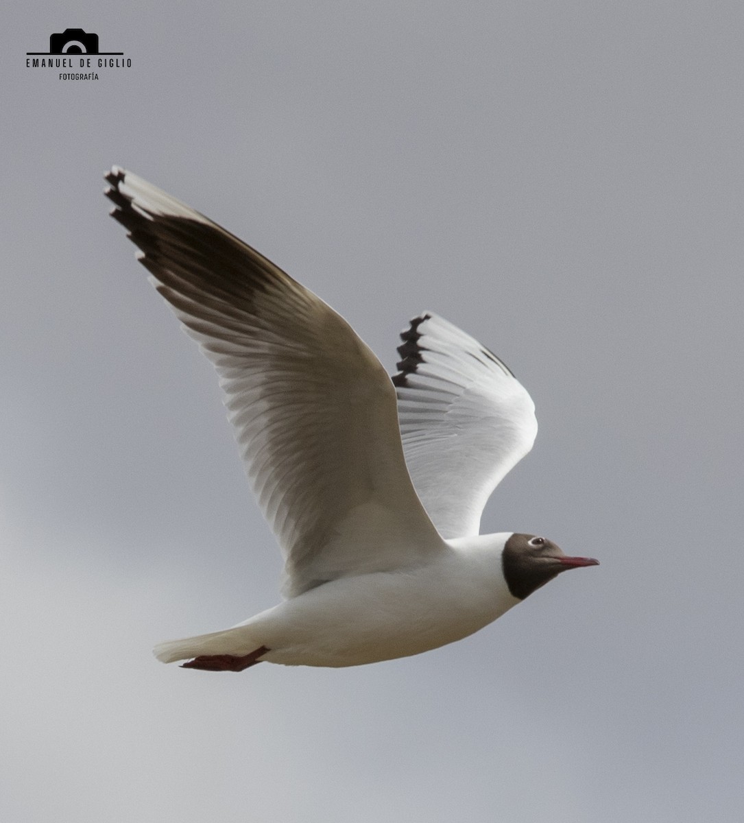 Brown-hooded Gull - ML624896691