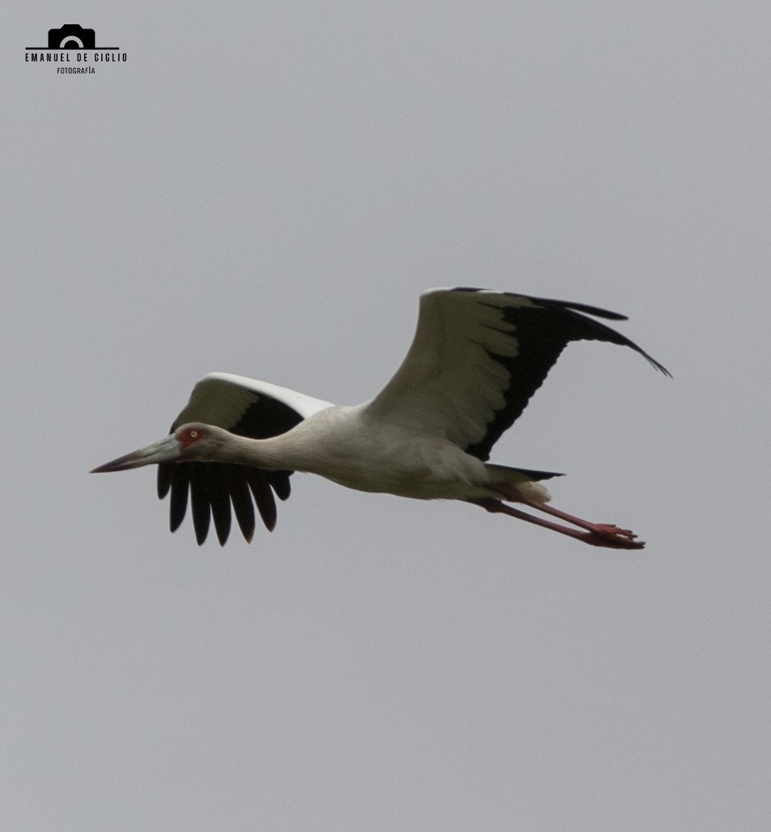 Maguari Stork - ML624896698