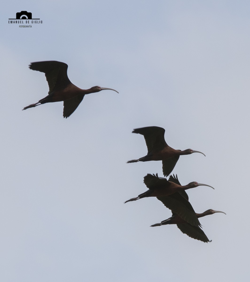 White-faced Ibis - ML624896710