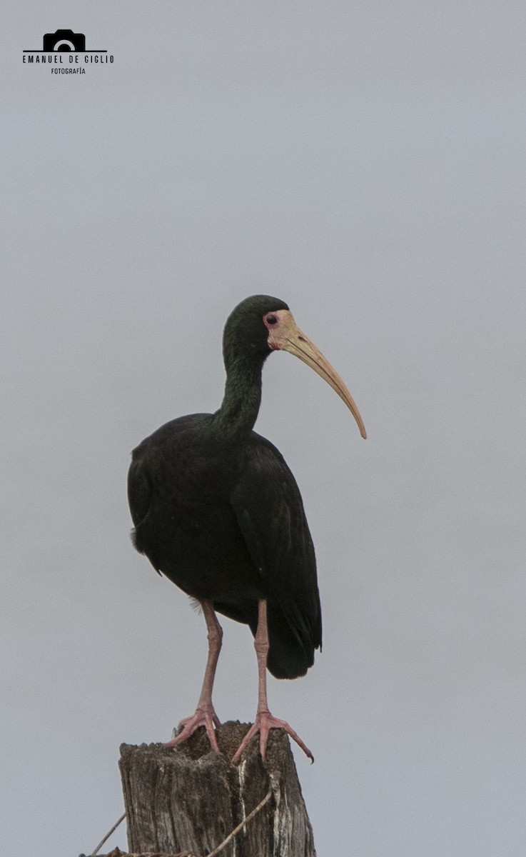 Bare-faced Ibis - ML624896712
