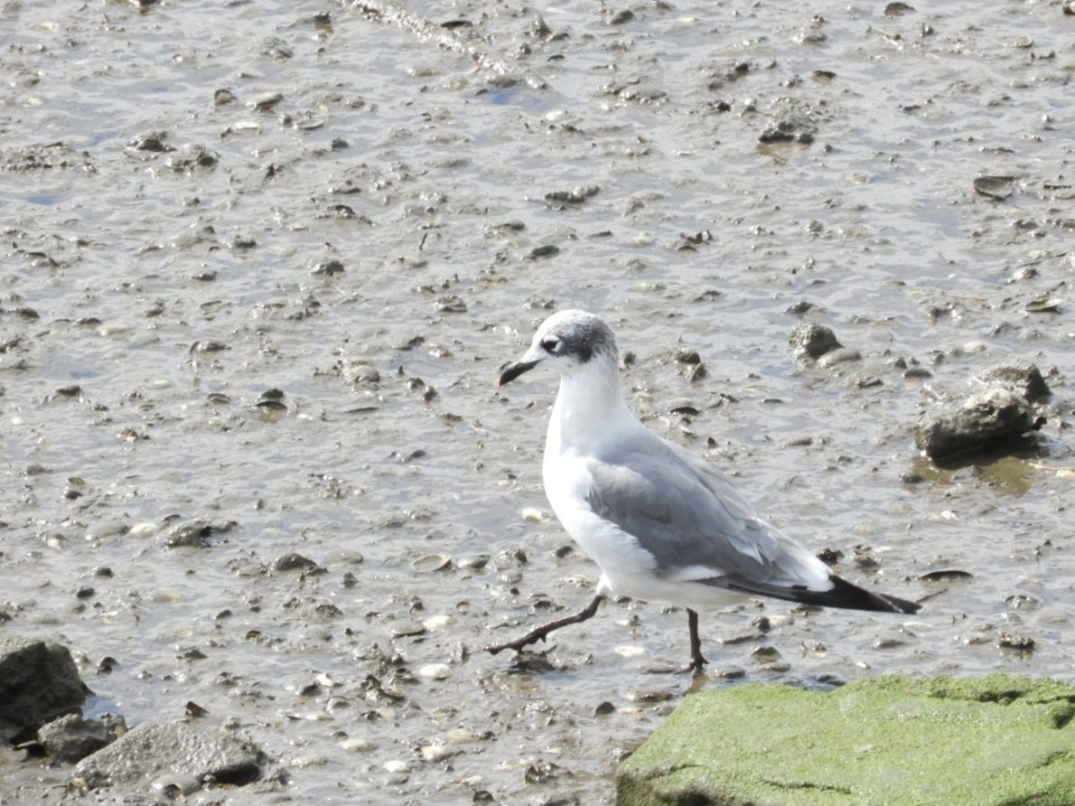 racek vnitrozemský - ML624896814