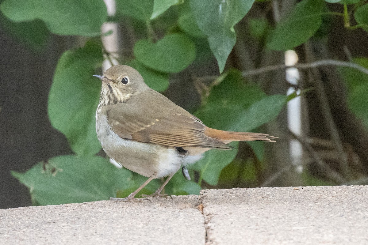 Hermit Thrush - ML624896817