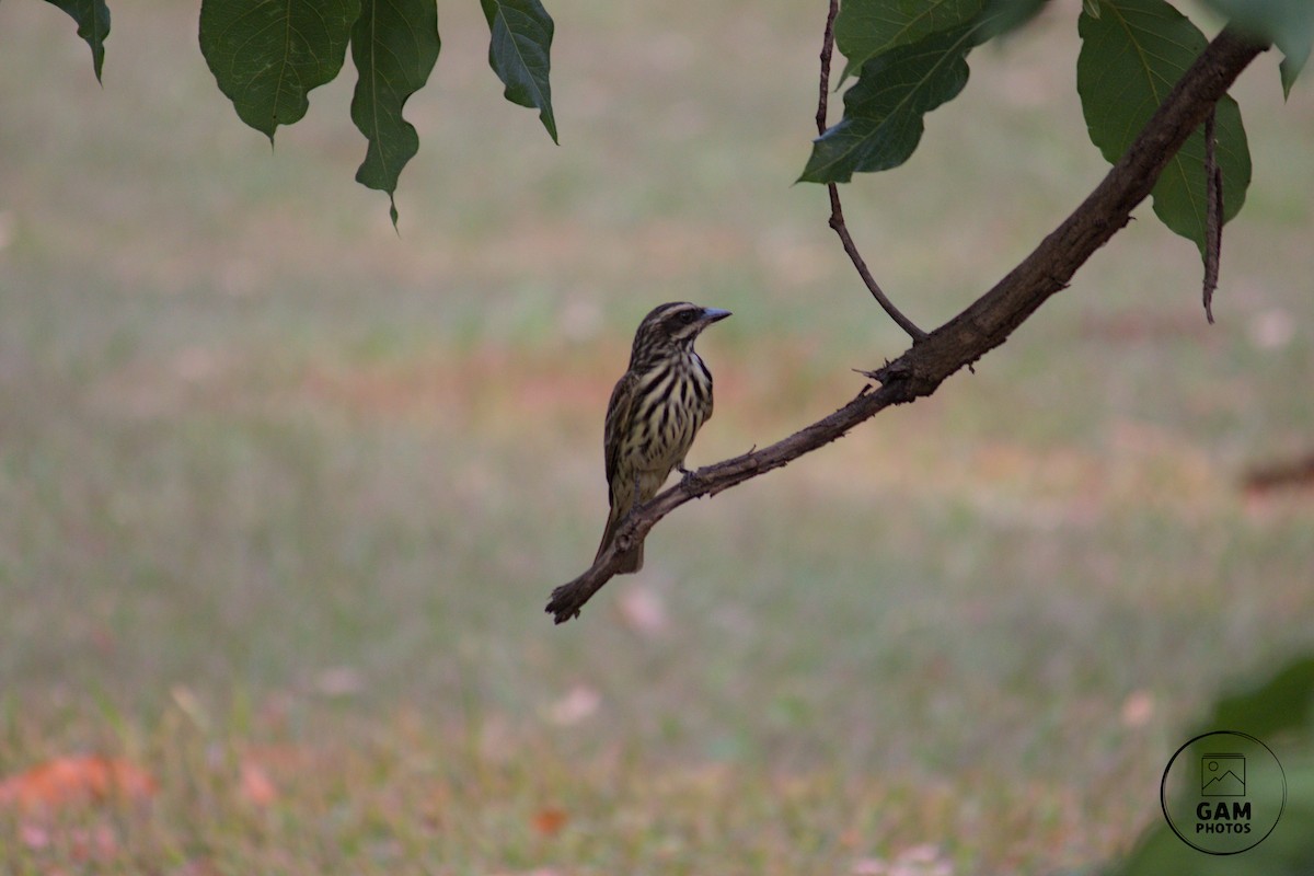Streaked Flycatcher - ML624896858