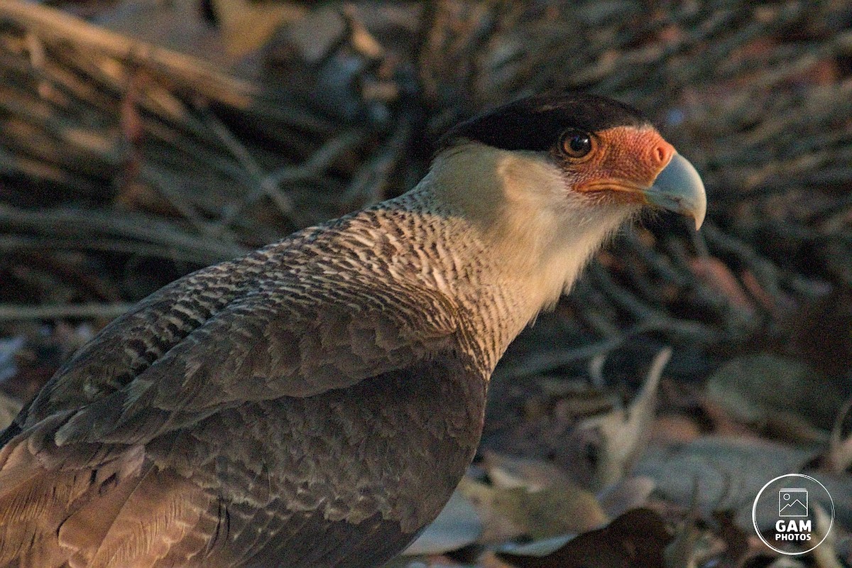 Crested Caracara - ML624896870