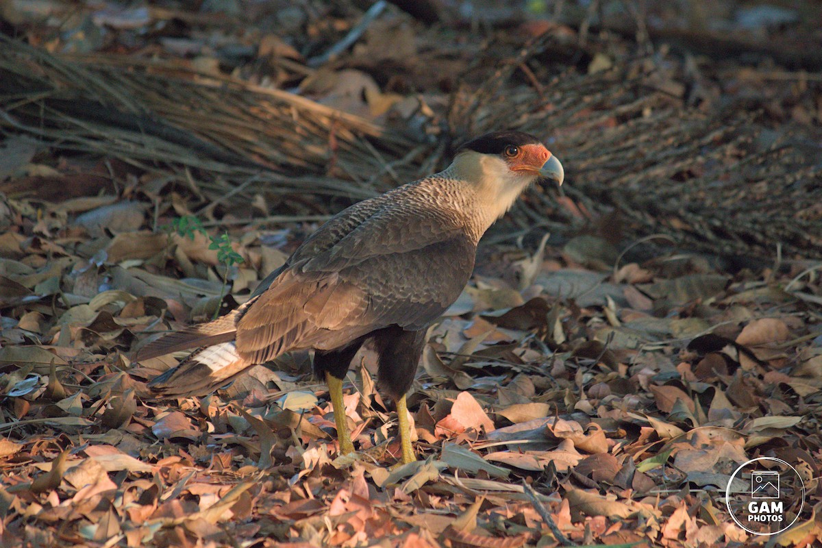 Crested Caracara - ML624896873
