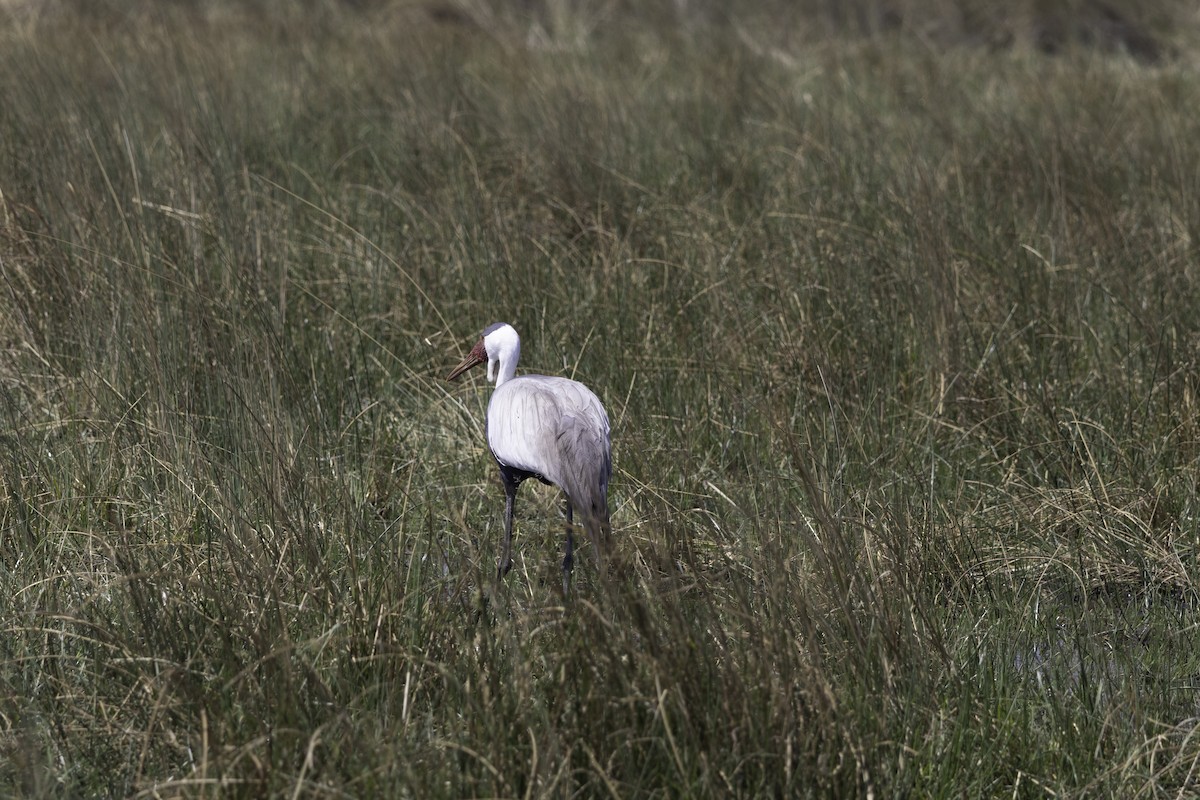 Wattled Crane - ML624896930