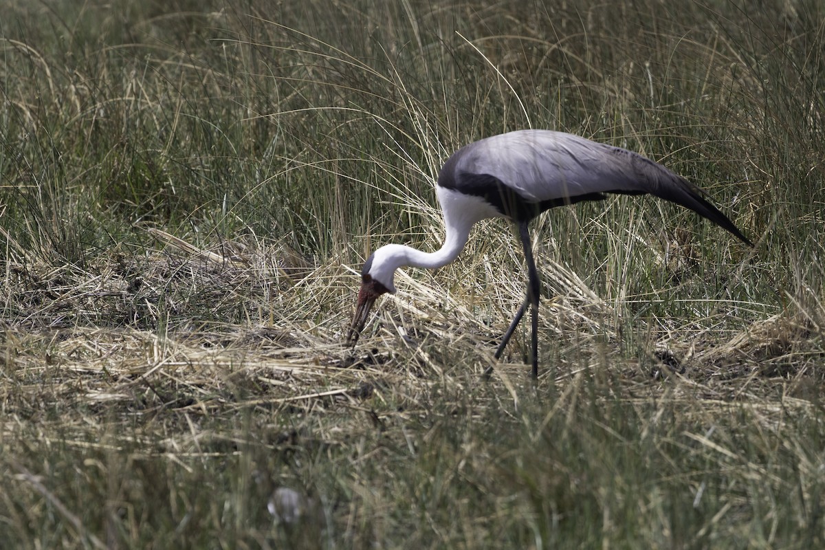 Wattled Crane - ML624896931