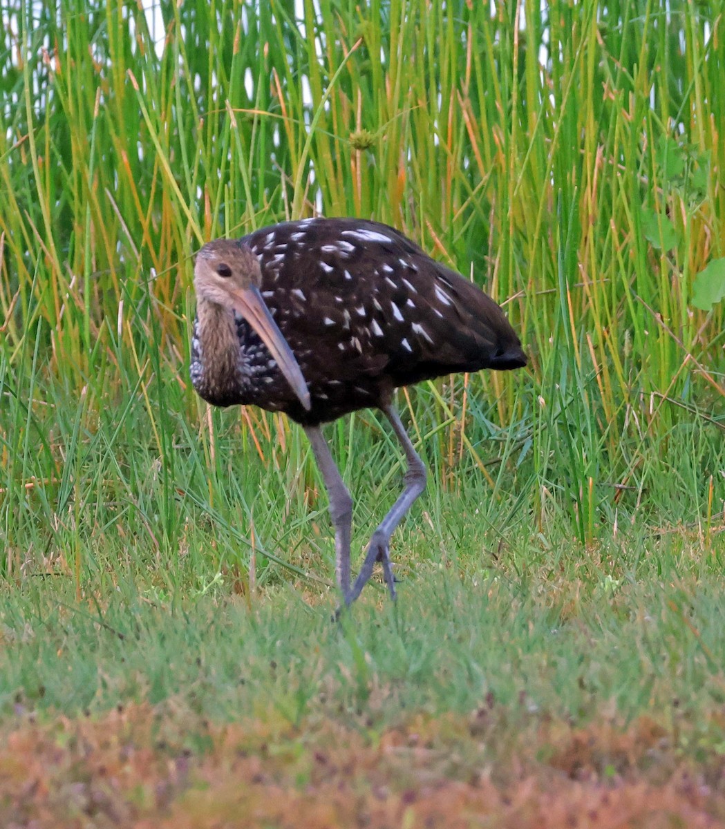 Limpkin - wr fortner