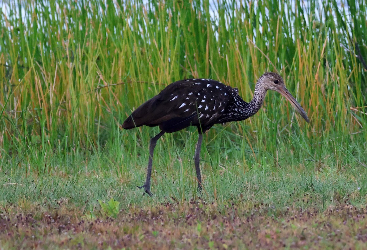 Limpkin - ML624897083